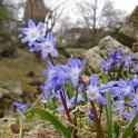 Chionodoxa luciliae